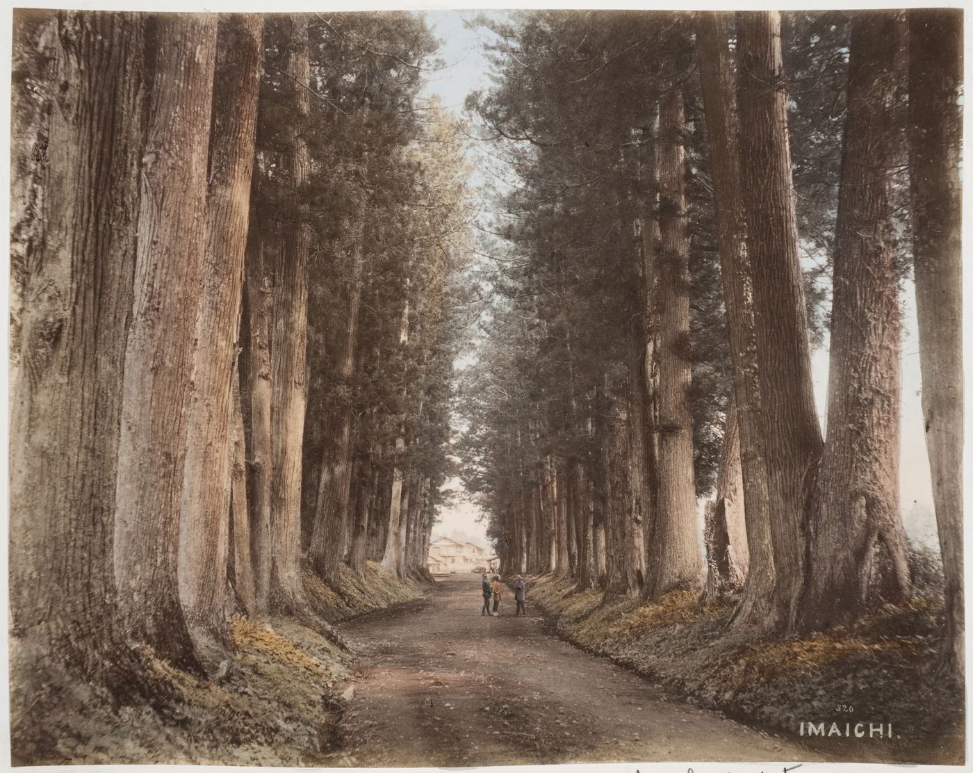 View of the cedar-lined Onari Kaido road showing buildings in the background, Imaichi, near Nikko, Japan