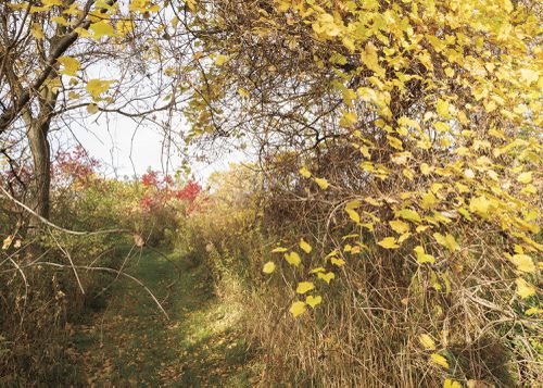 An Enduring Wilderness: Humberwoods Park, Toronto