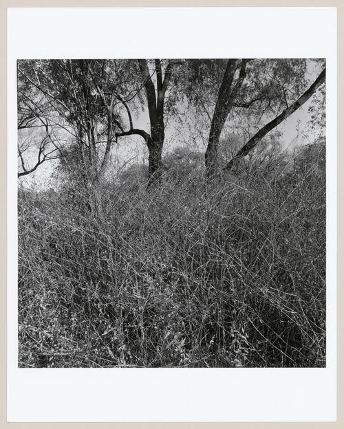 Arnold Arboretum, Boston, Massachusetts