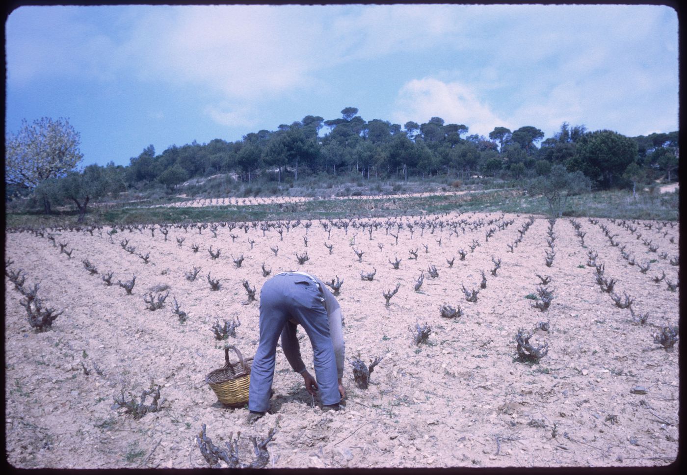 Planting vines, Guatemala