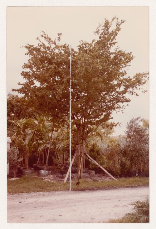 Plant reference photograph for landscape design projects