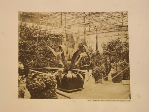 Plants near the Pompeian Court, Crystal Palace, Sydenham, England
