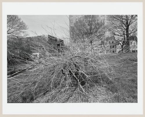 Prospect Park, Brooklyn, New York City, New York