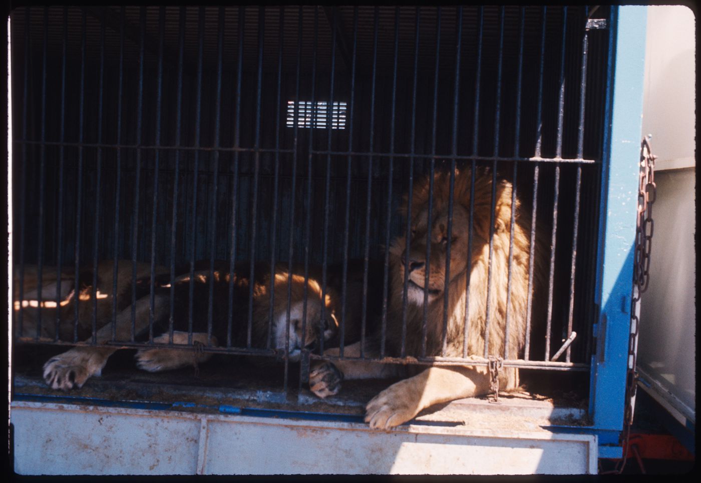 Lions in cage, Circus, Kassel, Germany