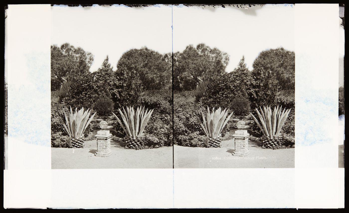 Stereograph of a garden with round sculpture on brick pedestal, century plants and foliage