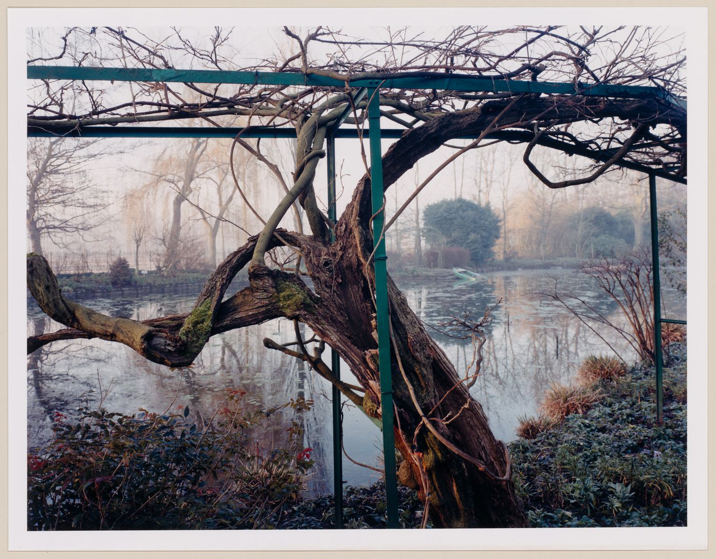 Wisterias at the edge of the pond in the Winter, Monet Gardens, Giverny, France