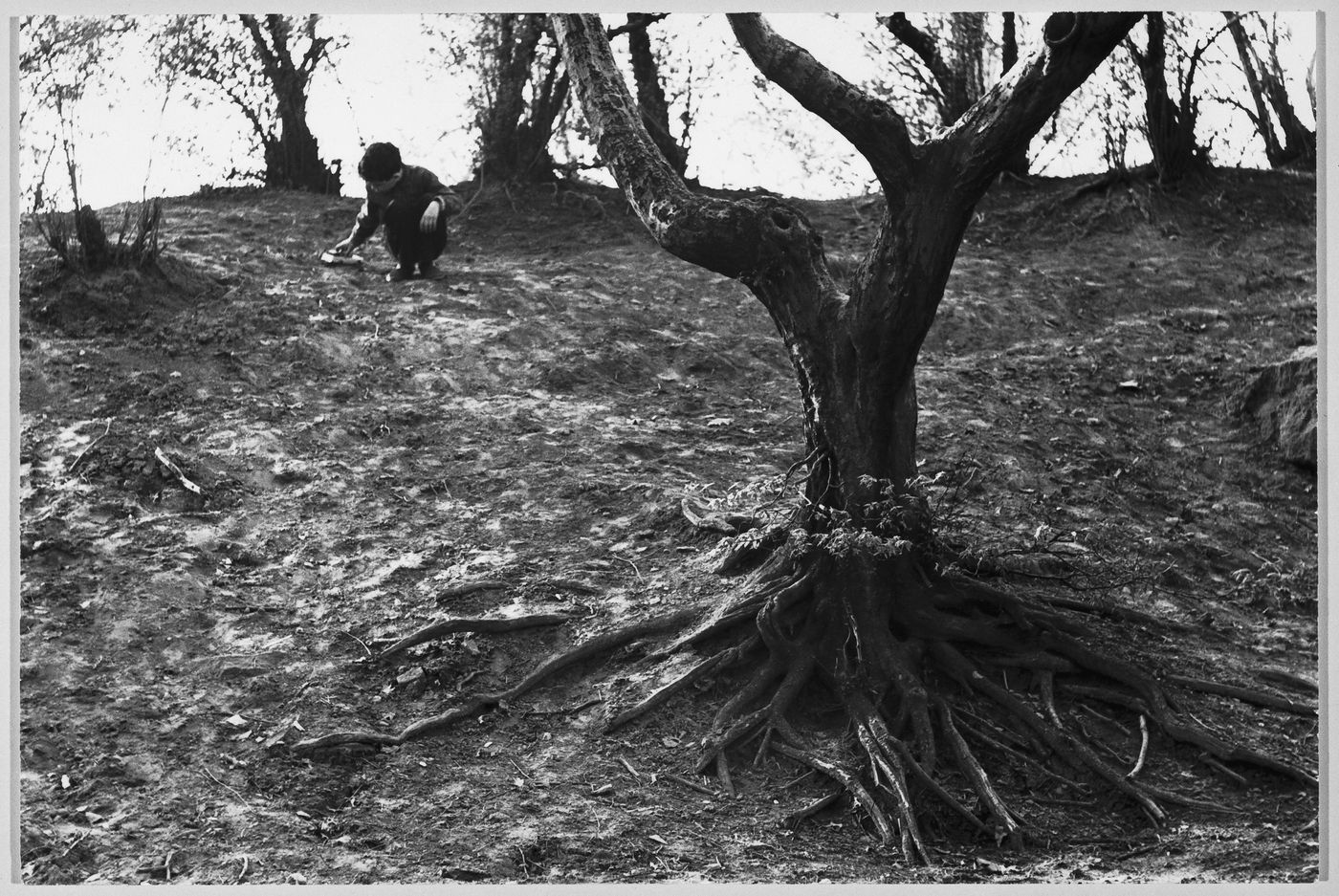 Partial view of trees showing a child playing with a toy car in the background, New York City, New York