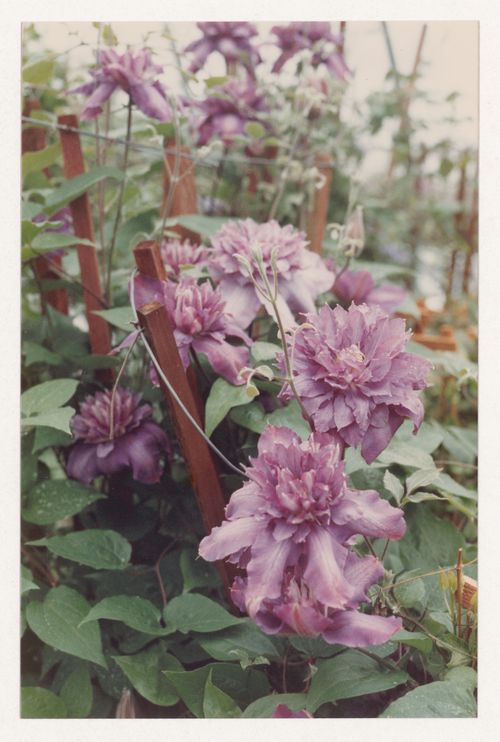 Plant reference photograph for landscape design projects