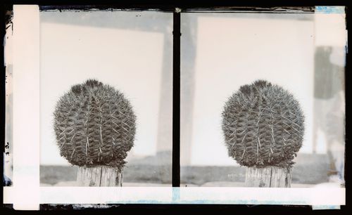 Stereograph of a Turk's Head Cactus, California, United States of America