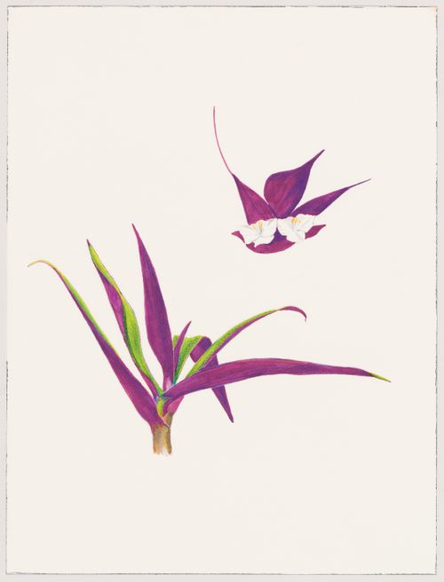House in Chennai : Commelinaceae – Rhoeo spathacea or Oyster plant