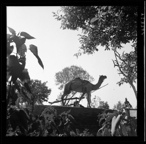 Dromedary in Chandigarh, India