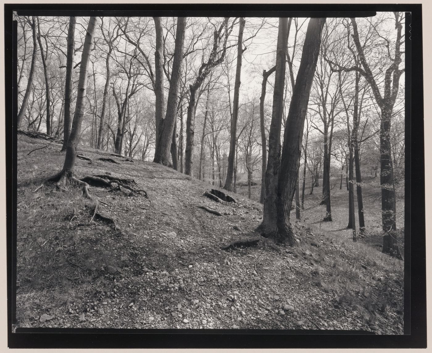 The Arnold Arboretum, Boston, Massachusetts
