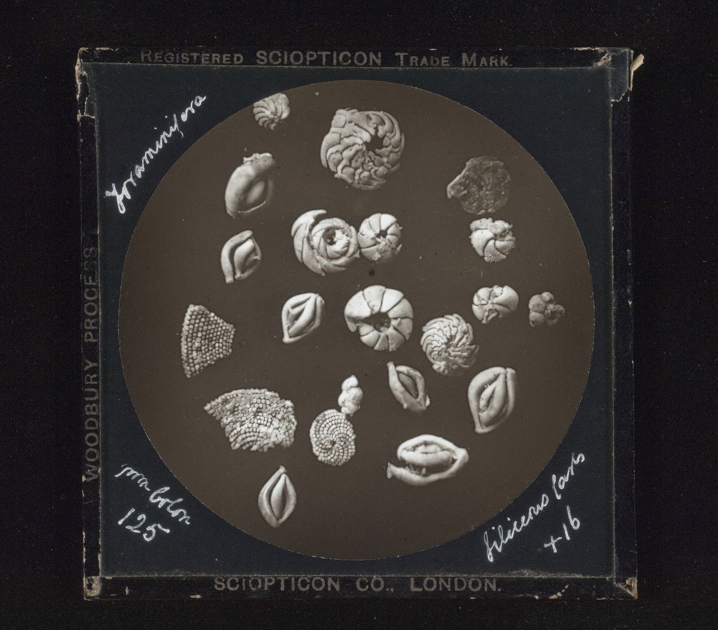 Photomicrograph of foraminifera