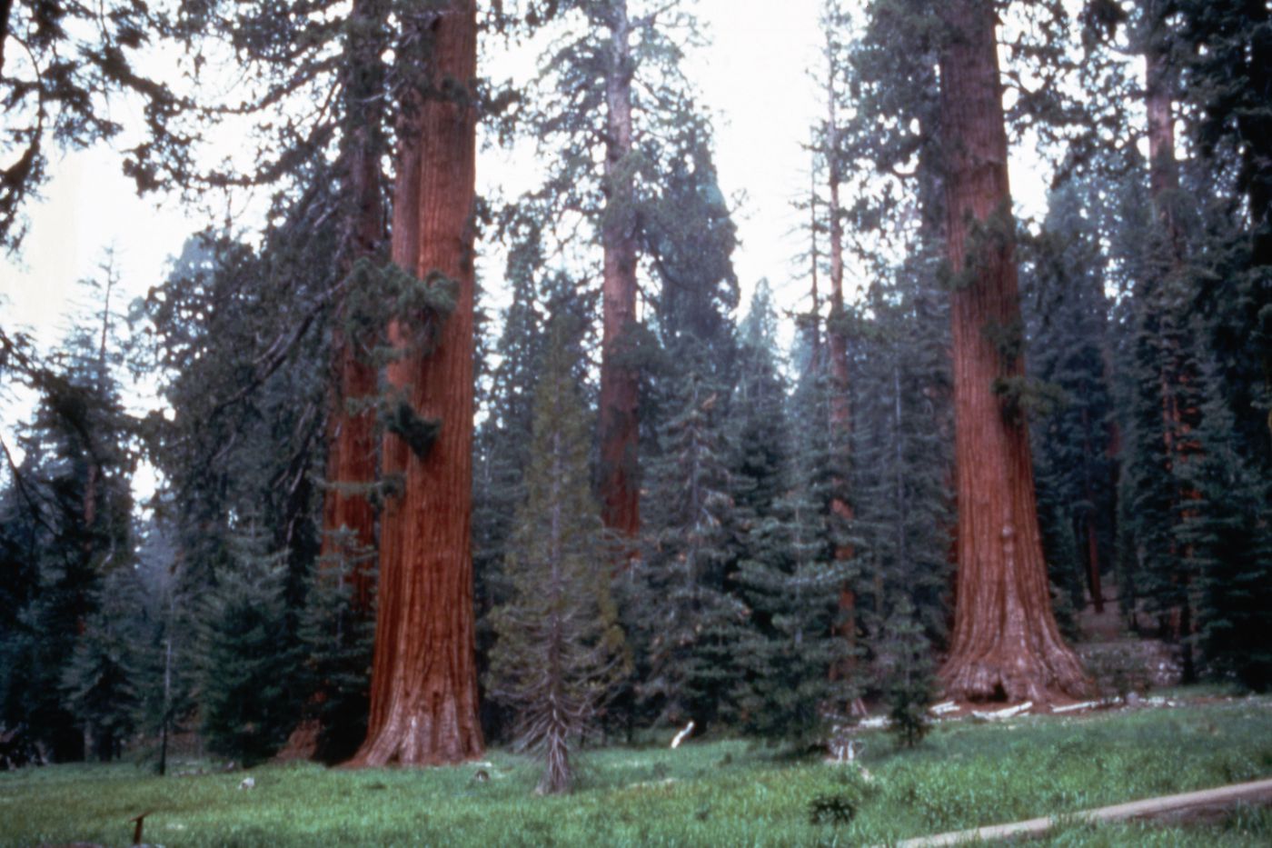 Photograph of trees for research for Olmsted: L'origine del parco urbano e del parco naturale contemporaneo