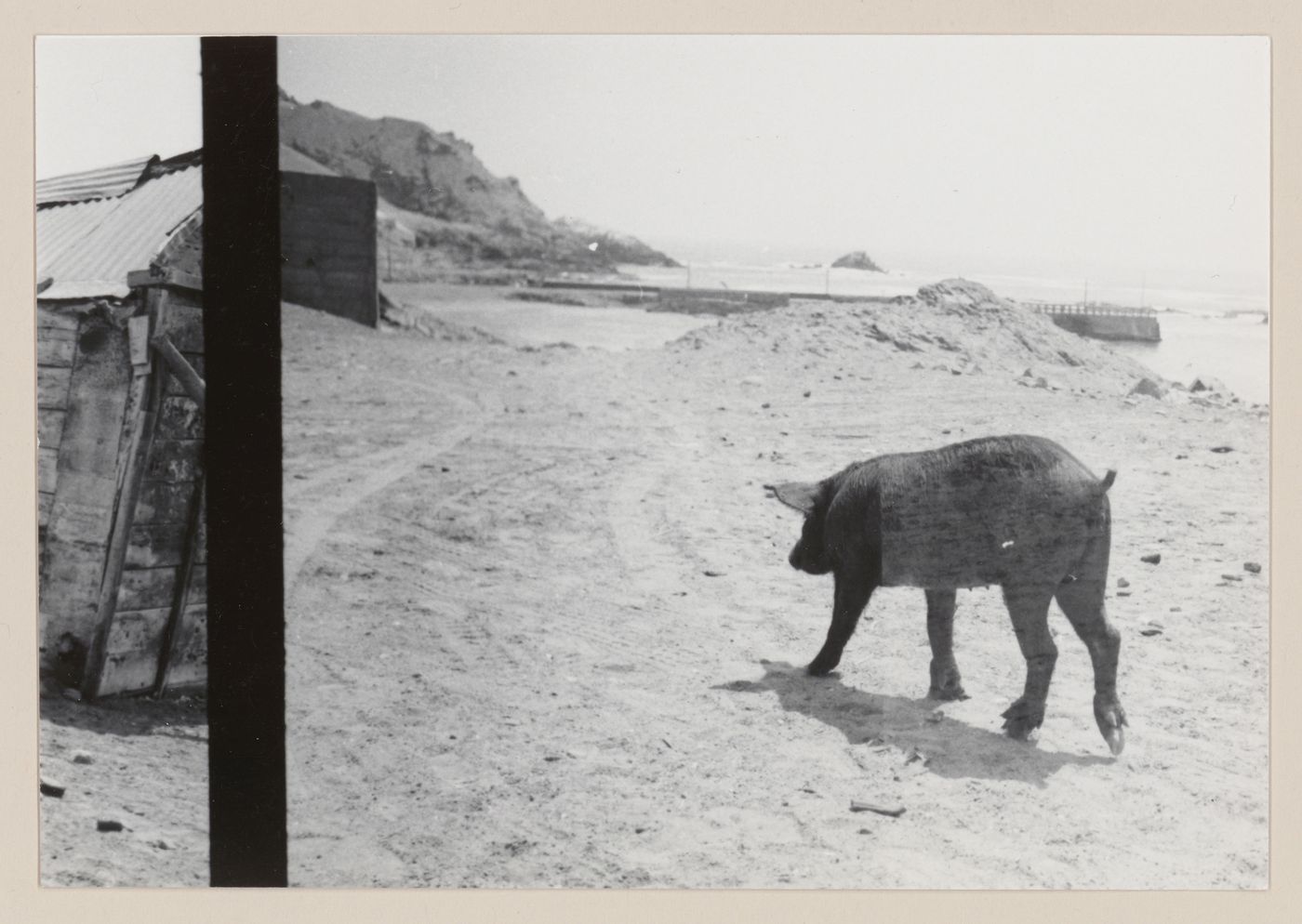 Walking pig, South America