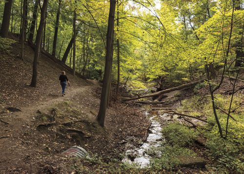 An Enduring Wilderness: Williamson Park Ravine, Toronto