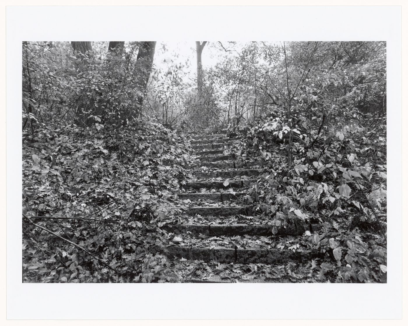 Staircase, the wilderness, Franklin Park, Boston, Massachusetts