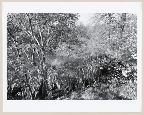 The Pond, The Arnold Arboretum, Boston, Massachusetts