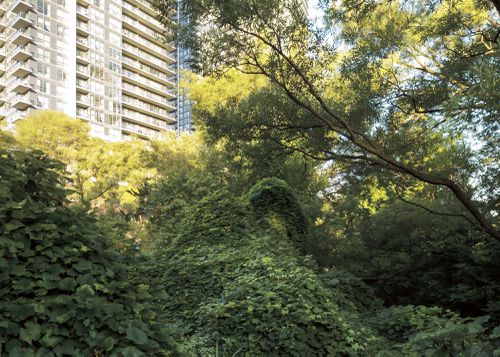 An Enduring Wilderness: Mimico Creek, Toronto