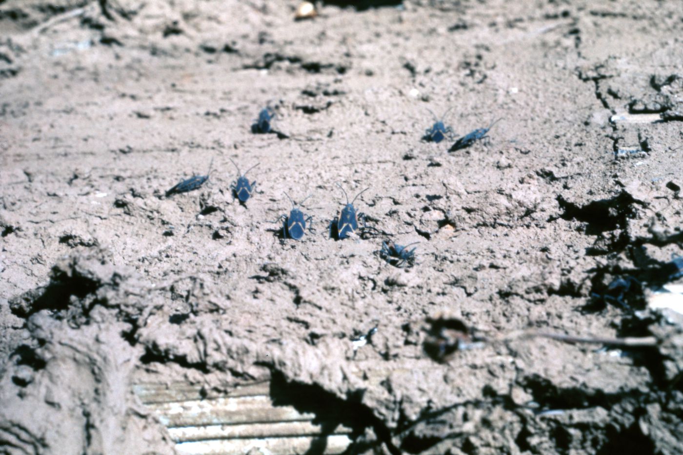 Photographs of insects on Clay House