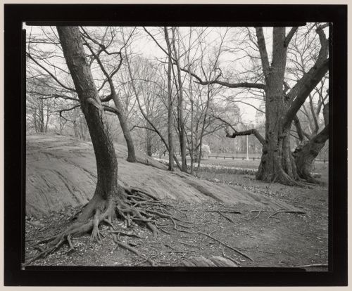 Adjacent to the Mall, Central Park, New York City, New York