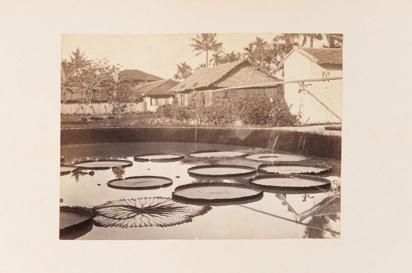 View of a lotus pond and buildings, probably in Penang (now Pinang, Malaysia)