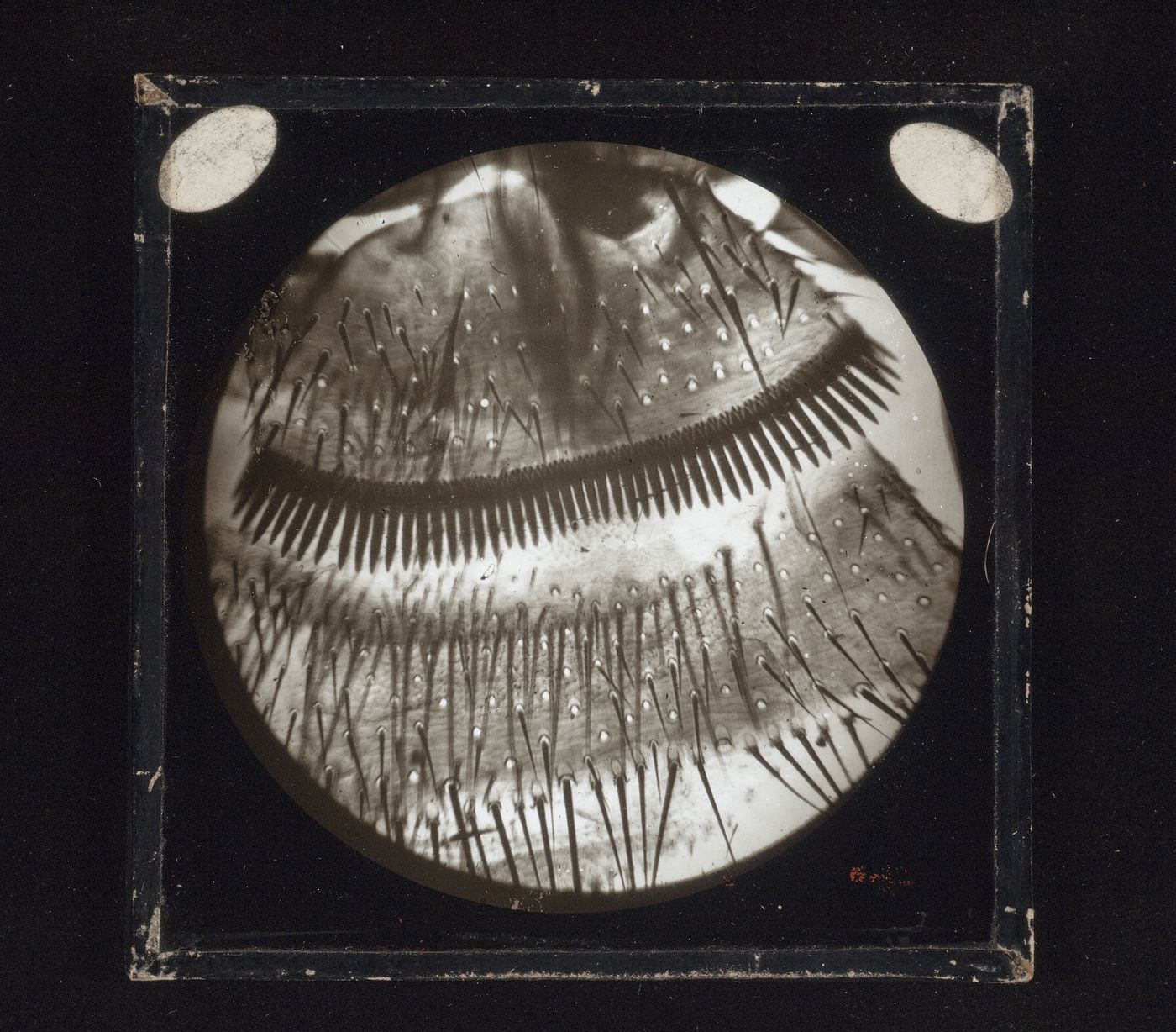 Unidentified photomicrograph