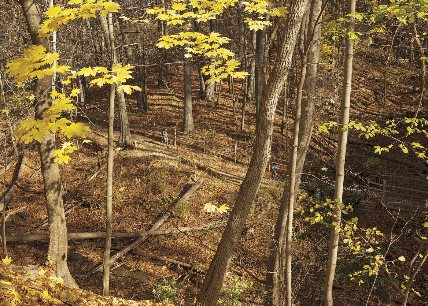 An Enduring Wilderness: Glen Stewart Ravine, Toronto