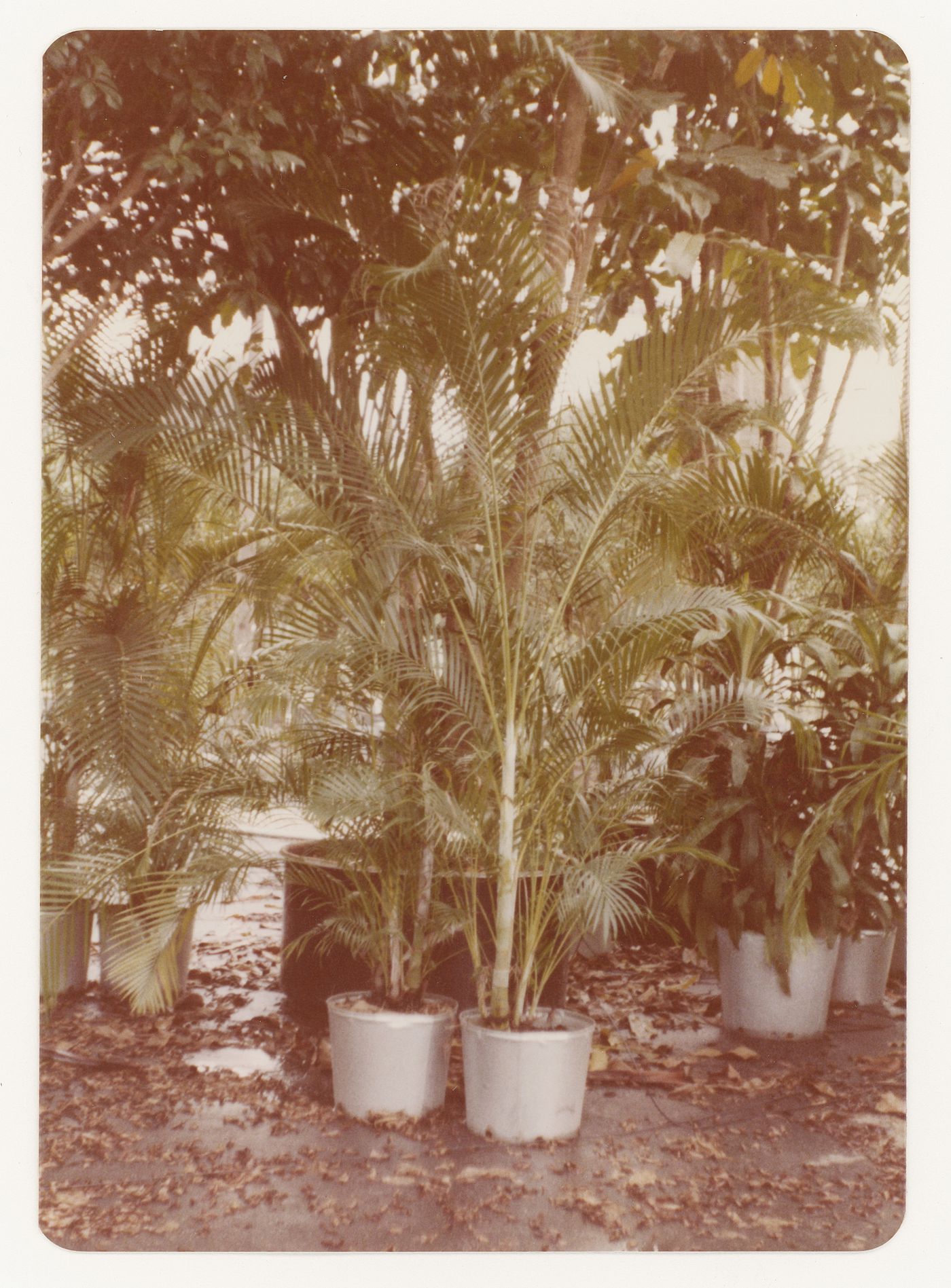 Trees (bamboo) for garden court landscape for Bank of Canada Building, Ottawa, Ontario