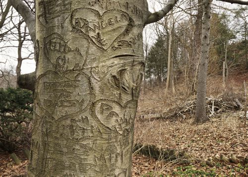 An Enduring Wilderness: Scarlett Mills Park, Toronto