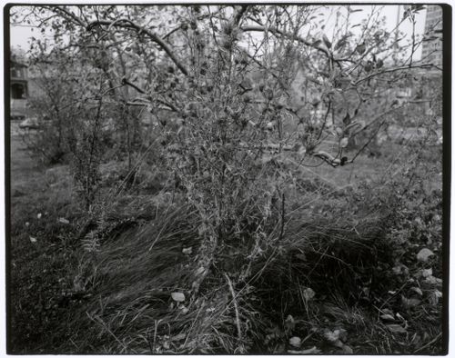 Close-up view of a bush, Canadian Centre for Architecture Garden, Montréal, Québec, Canada