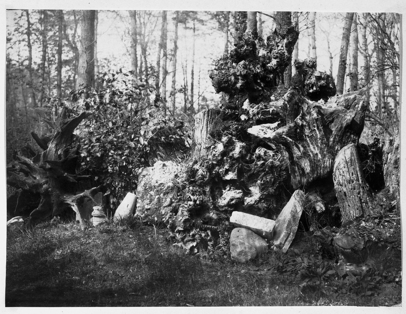 Tree stump in shade