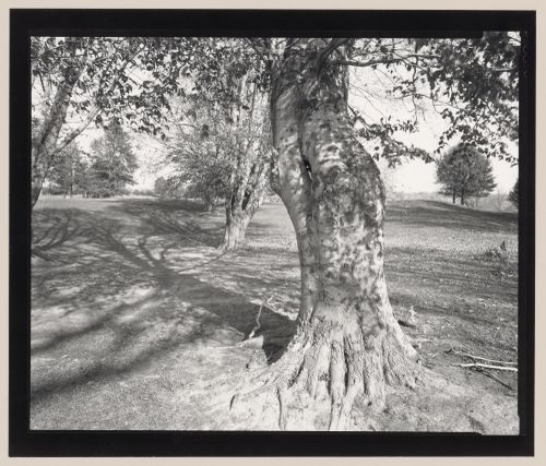 Sycamore tree, Cherokee Park, Louisville, Kentucky