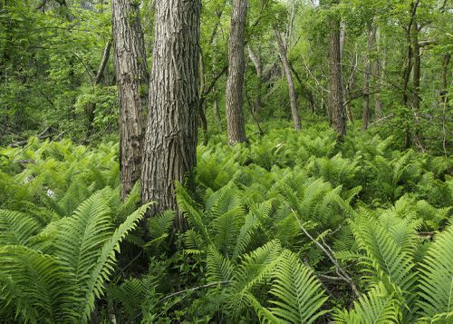 An Enduring Wilderness: Rouge Park, Toronto