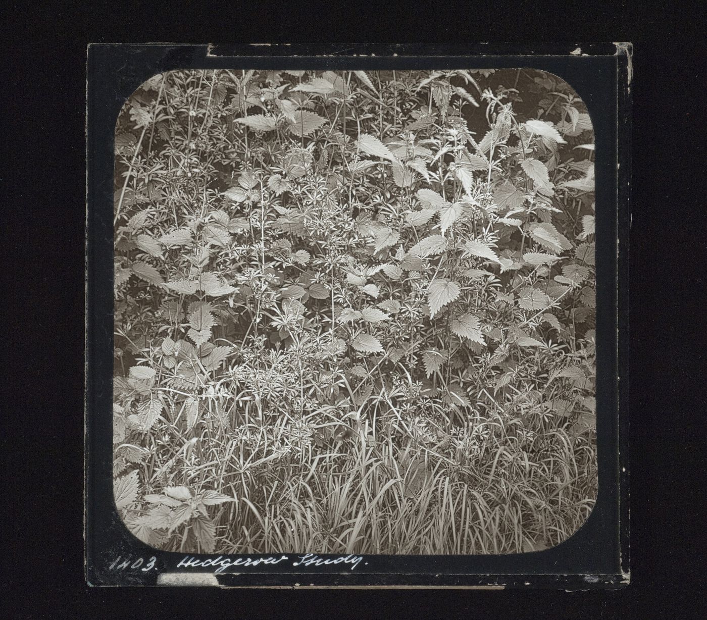 Detail view of hedge