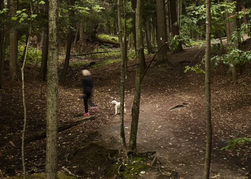 An Enduring Wilderness: Glen Rouge Trail, Rouge Park, Toronto
