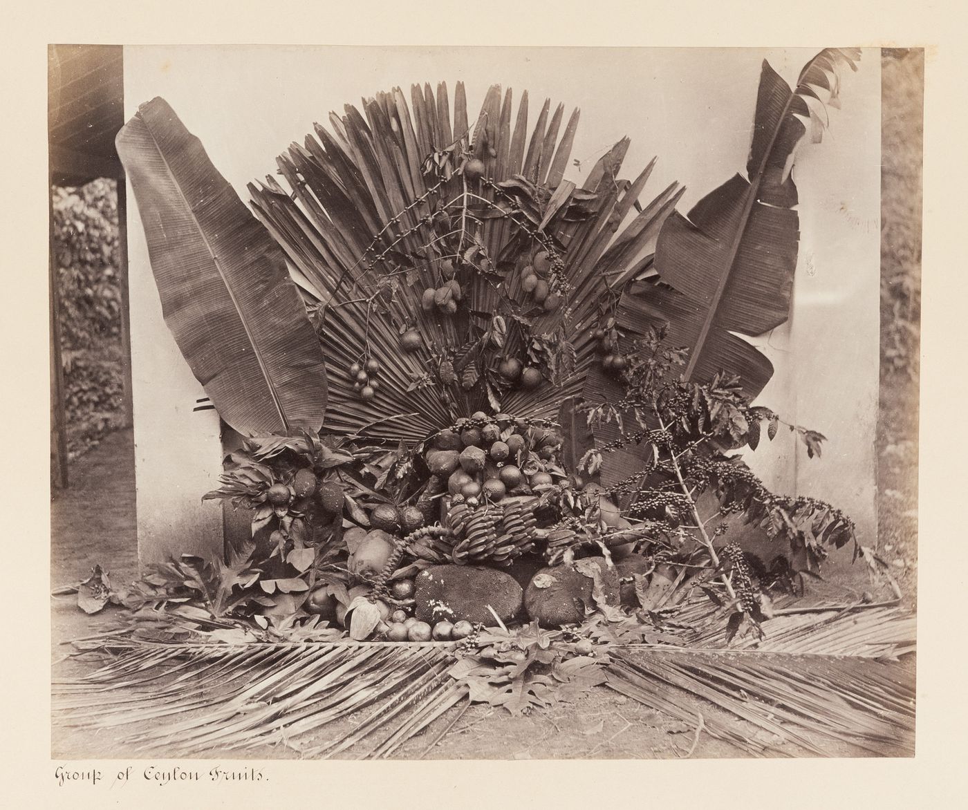 View of fruits and plants, Ceylon (now Sri Lanka)
