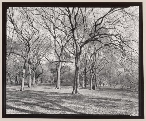 The Mall, Central Park, New York City, New York