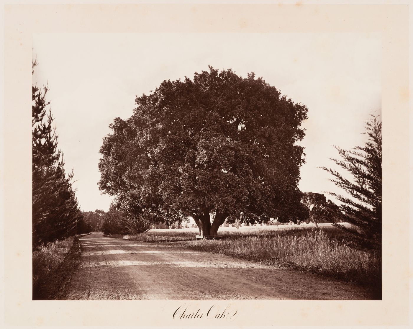 View of the Charter Oak, Thurlow Lodge, Menlo Park, California