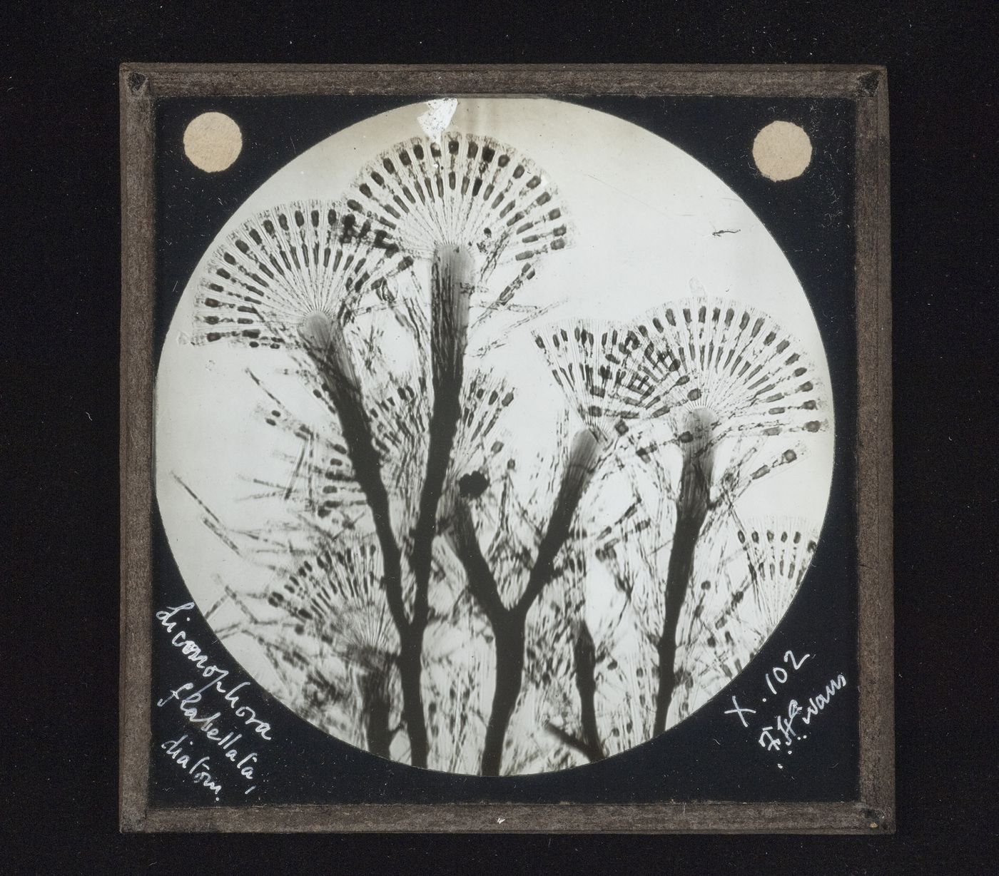 Photomicrograph of diatom licmophora flabellata