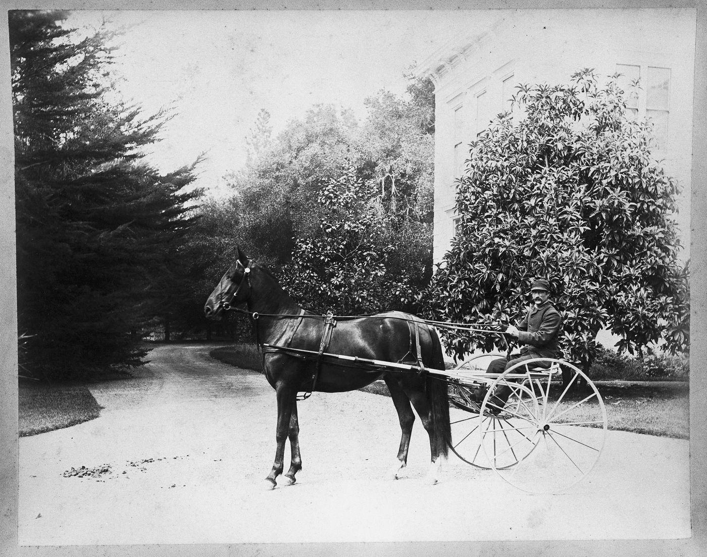 Driver with harnessed horse in driveway by carriage house, Linden Towers, James Clair Flood Estate, Atherton, California