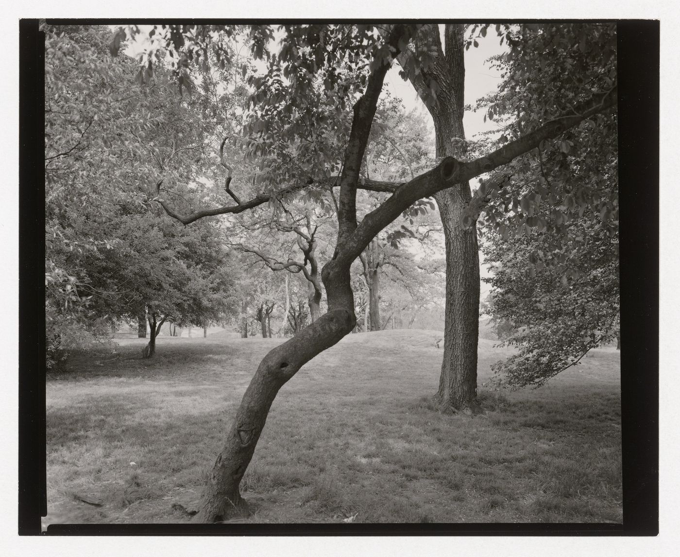 View of the East Meadow, Central Park, New York City, New York