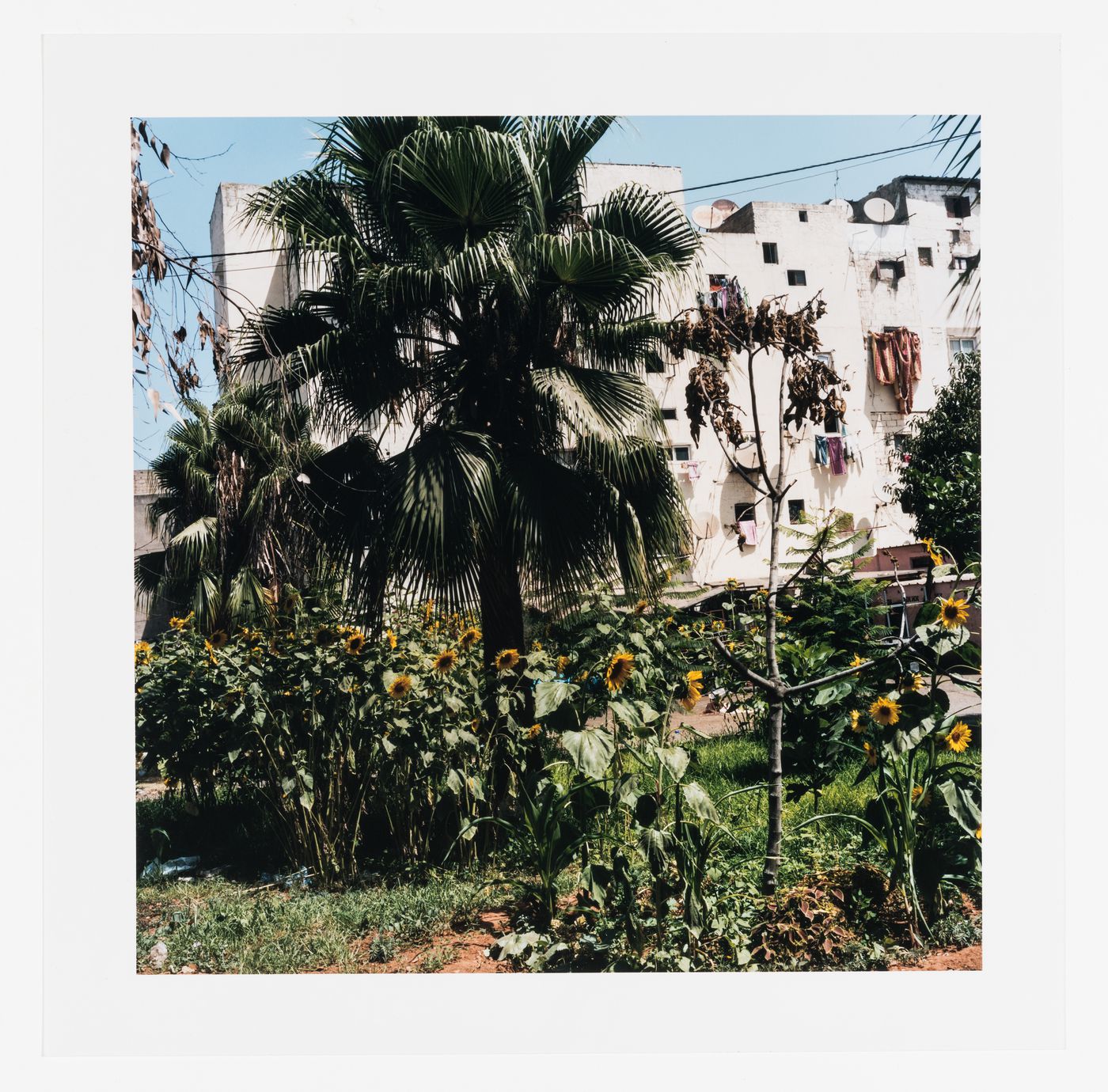 Plants and flowers, cité verticale, Carrières centrales neighbourhood, Casablanca