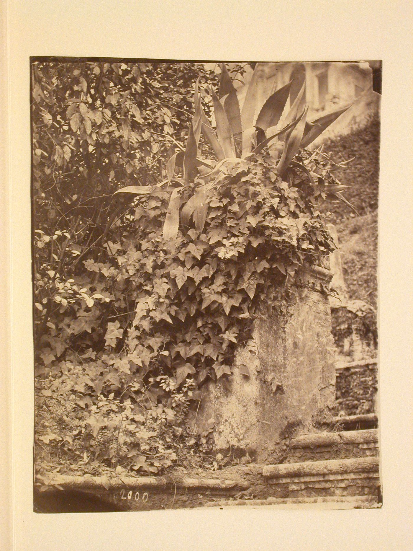 Architectural and garden study, corner of stairway, Italy