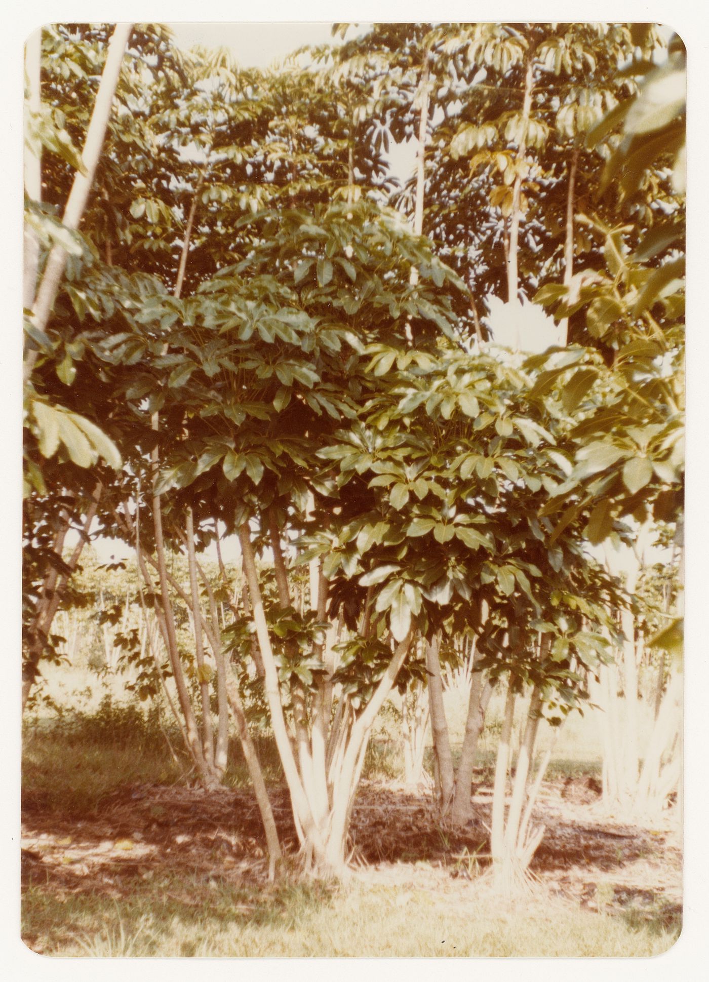 Trees (schefflera) for garden court landscape for Bank of Canada Building, Ottawa, Ontario