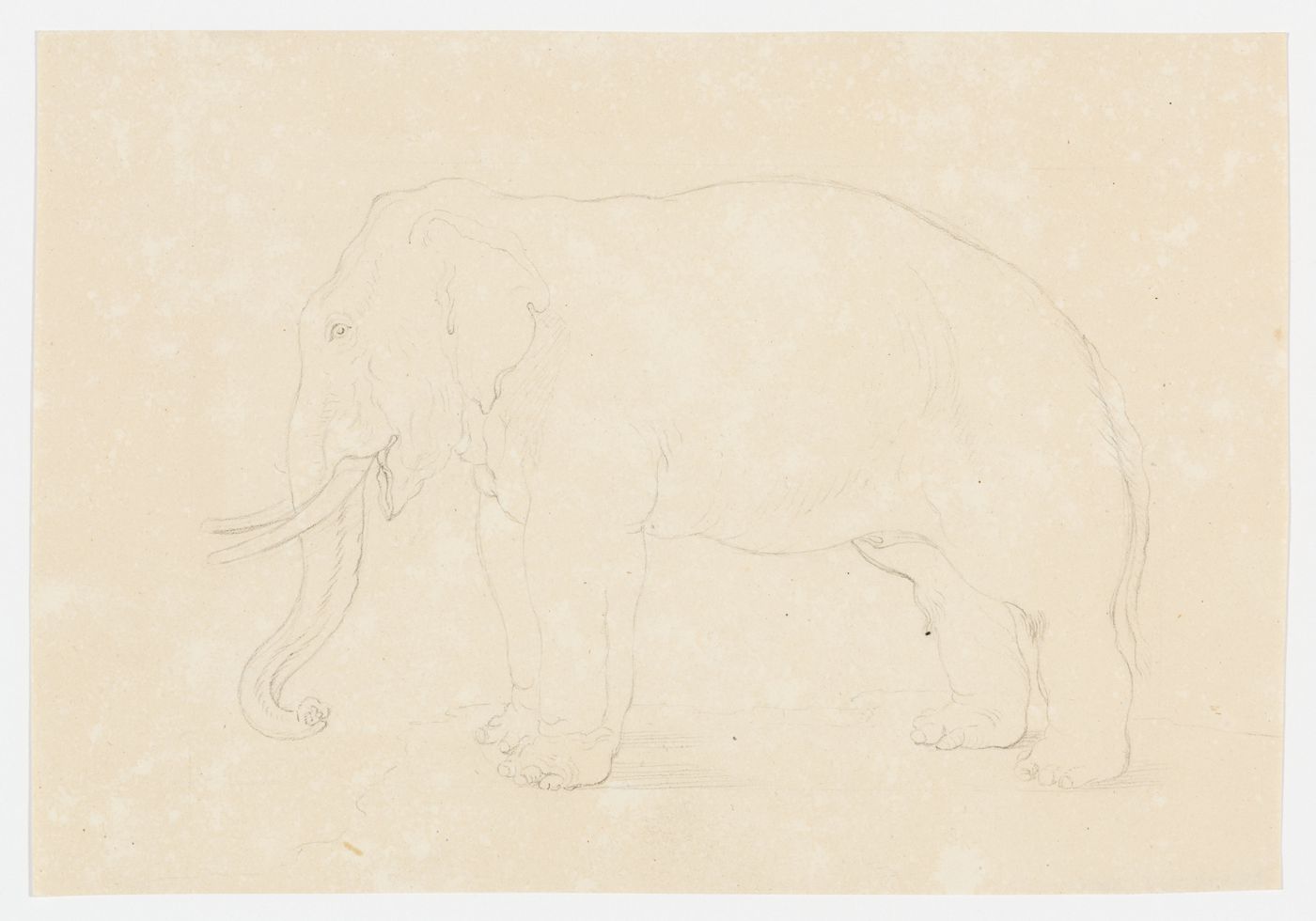 Drawing of an elephant