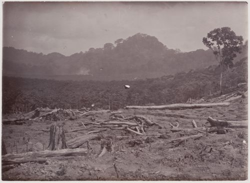 View of a clearing before a forest and hills
