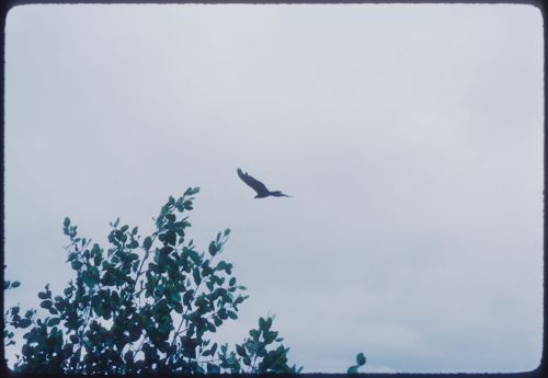 Bird in the landscape, Jamaica