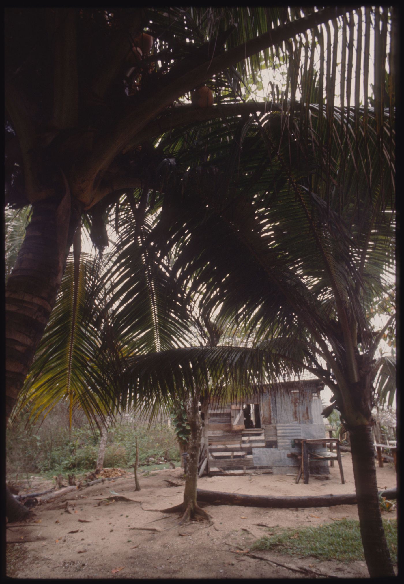Palm trees, Jamaica