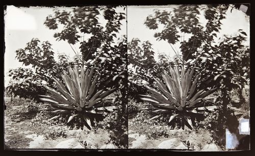 Stereograph of a century plant, Southern California, United States of America